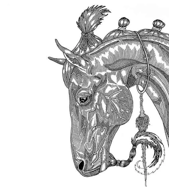 I Create Higly Detailed Drawings Of Horses