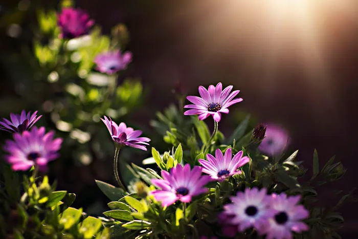 I Document The Beauty Of Small Things