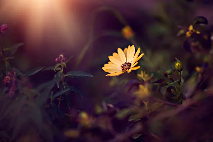 I Document The Beauty Of Small Things