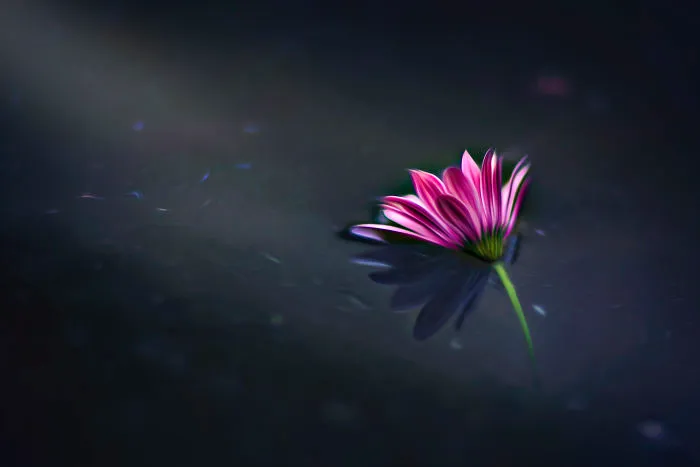 I Document The Beauty Of Small Things