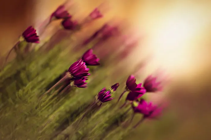 I Document The Beauty Of Small Things