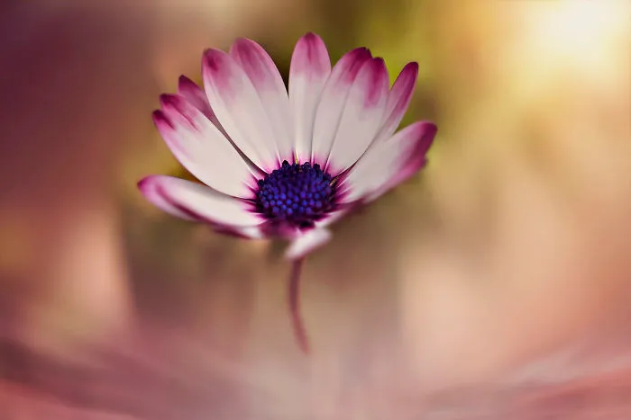 I Document The Beauty Of Small Things