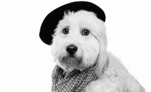 I Dressed Dogs Up As Famous People And Photographed Them To Raise Money For My Local SPCA