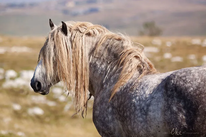 Wild Horses Showed Me What It Takes To Be At Peace