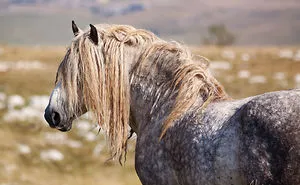 Wild Horses Showed Me What It Takes To Be At Peace