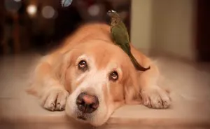 I Photograph Pets In Funny Moments To Raise Money For Charity