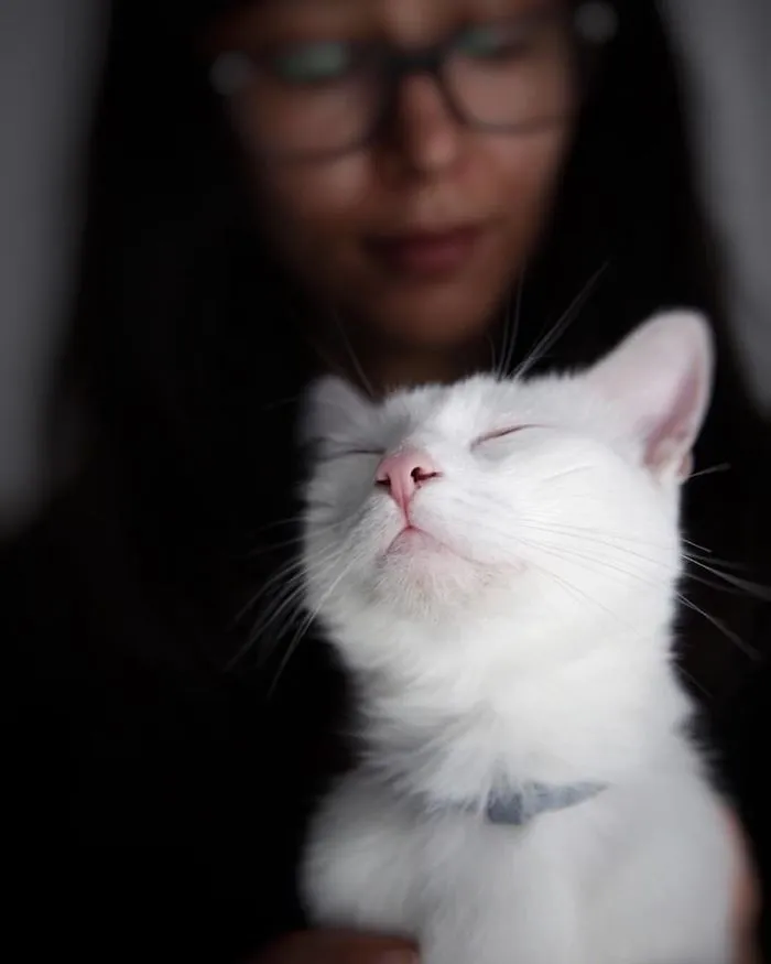 Mau The Cat! The Ridiculously Photogenic Cat!