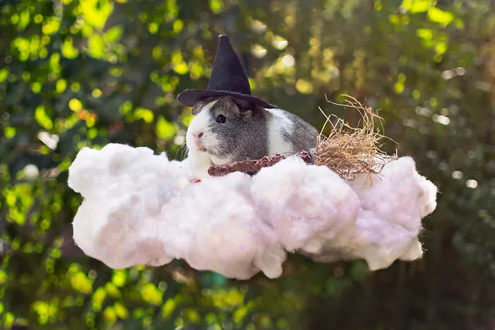 Meet Mieps, My Ridiculously Photogenic Guinea Pig