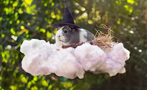 Meet Mieps, My Ridiculously Photogenic Guinea Pig
