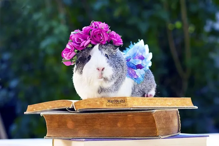 Meet Mieps, My Ridiculously Photogenic Guinea Pig