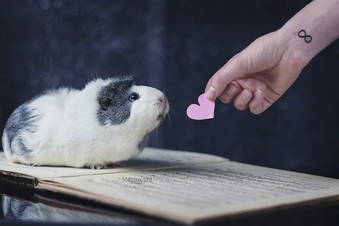 Meet Mieps, My Ridiculously Photogenic Guinea Pig