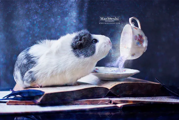Meet Mieps, My Ridiculously Photogenic Guinea Pig