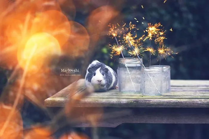 Meet Mieps, My Ridiculously Photogenic Guinea Pig