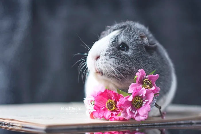 Meet Mieps, My Ridiculously Photogenic Guinea Pig