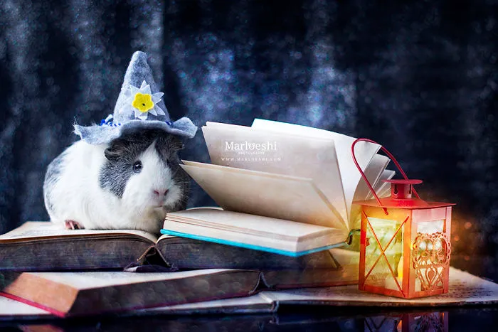 Meet Mieps, My Ridiculously Photogenic Guinea Pig