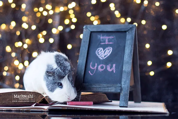 Meet Mieps, My Ridiculously Photogenic Guinea Pig