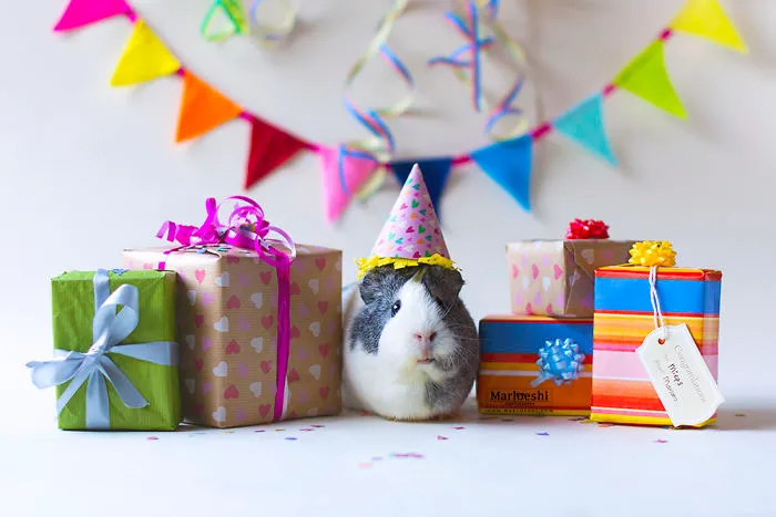 Meet Mieps, My Ridiculously Photogenic Guinea Pig