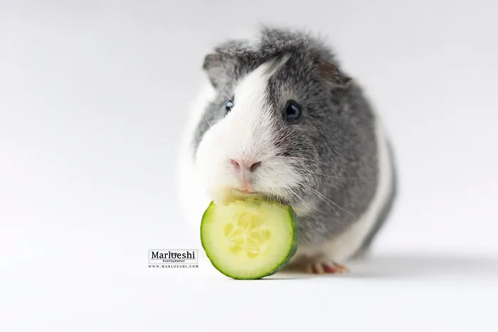 Meet Mieps, My Ridiculously Photogenic Guinea Pig