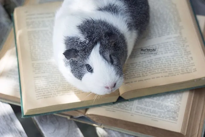 Meet Mieps, My Ridiculously Photogenic Guinea Pig