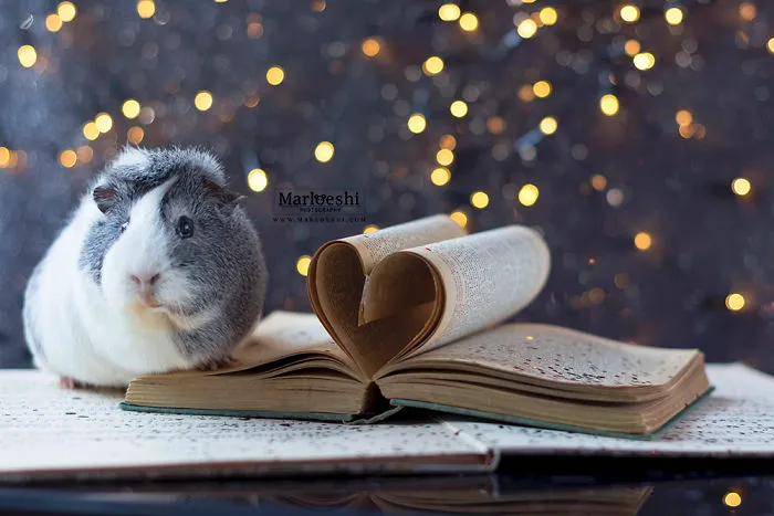 Meet Mieps, My Ridiculously Photogenic Guinea Pig