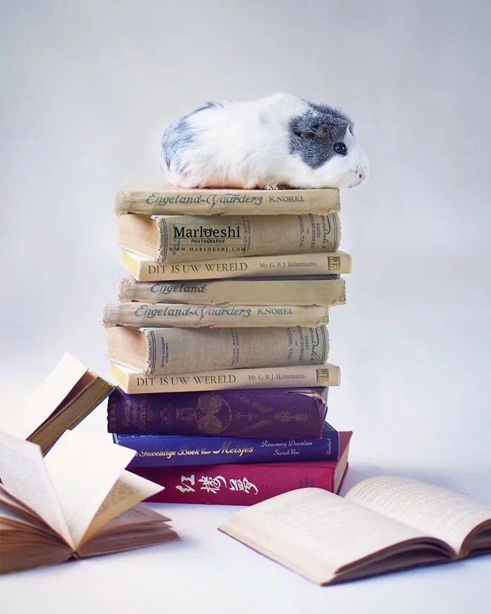 Meet Mieps, My Ridiculously Photogenic Guinea Pig