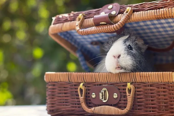 Meet Mieps, My Ridiculously Photogenic Guinea Pig