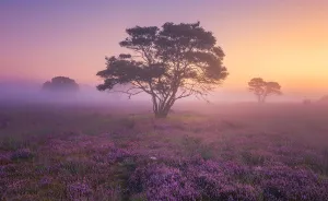 Why You Should Visit My Homeland The Netherlands In August - A Purple Dream