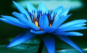 I Photograph Water Lilies That Symbolize The Purity Of Heart