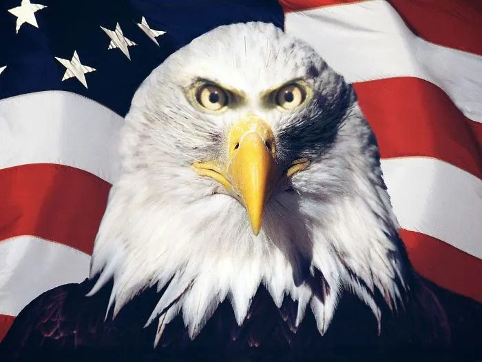 An Eagle