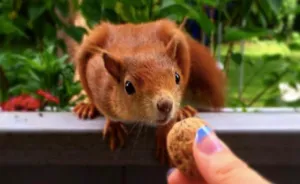 This Squirrel Knocks On My Window Every Morning To Get A Nut