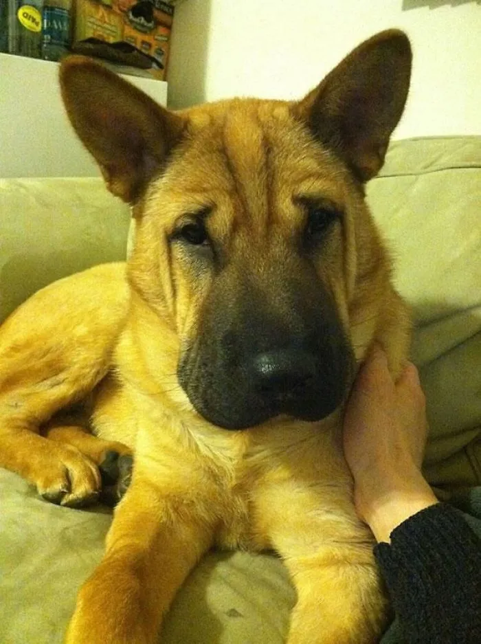 The Cutest Dog Breeds