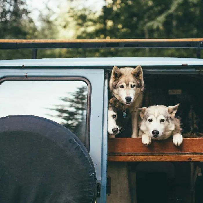 Buds
