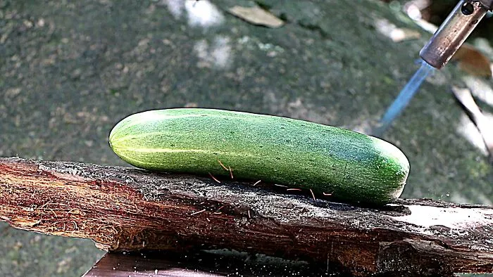 Cucumber Vs Gas Torch