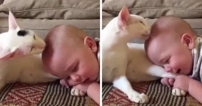 They Were Not Sure How Their Adopted Cat Would React To Their Baby