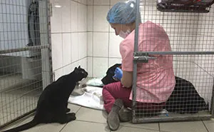 Rescue Cat Who Can't Walk Becomes Nurse, Helps Sick Animals And Even Saves Their Lives