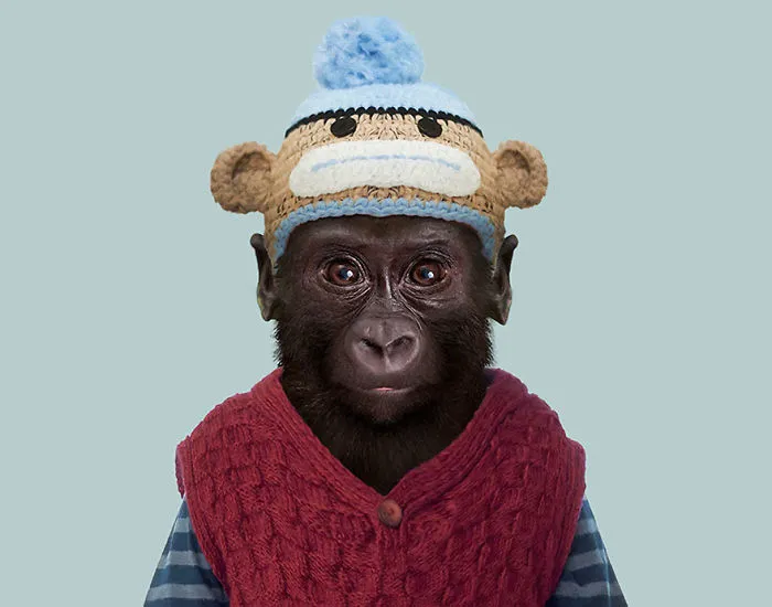 Western Lowland Gorilla