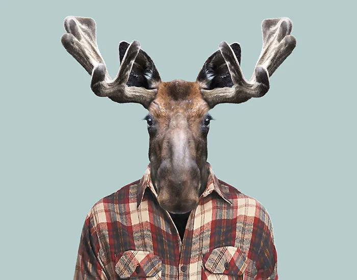 Western Moose