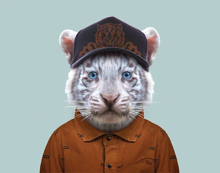White Bengal Tiger (Cub)