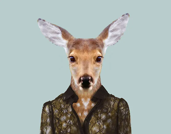 White Tailed Deer