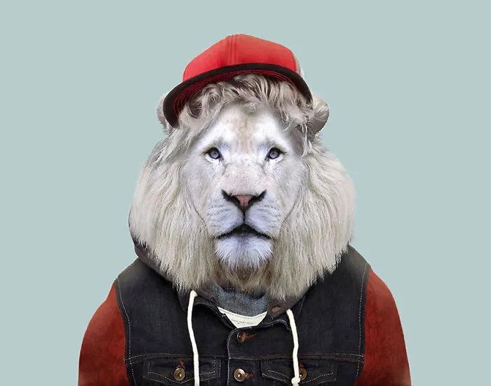White Transvaal Lion