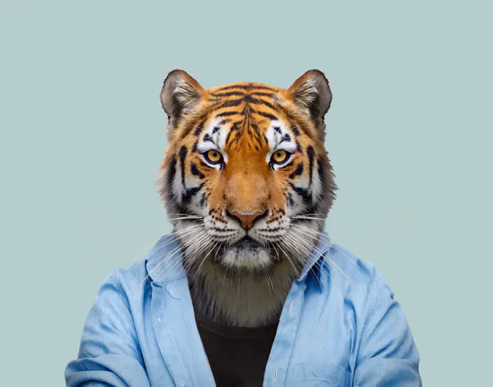 Bengal Tiger