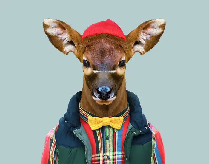 Bongo (Calf)