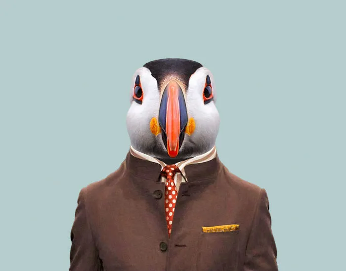 Atlantic Puffin