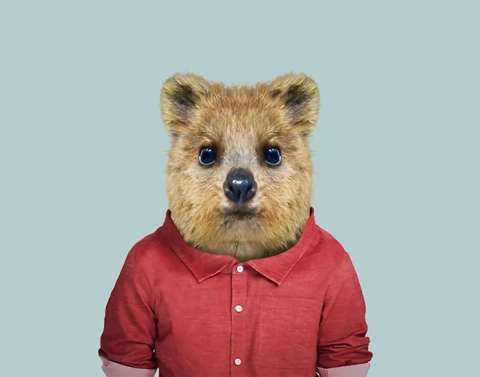 Quokka