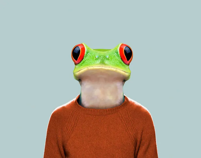 Red-Eyed Tree Frog