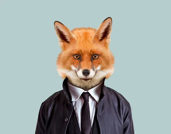 Red Fox