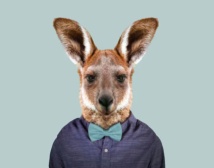 Red Kangaroo