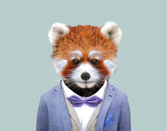 Red Panda