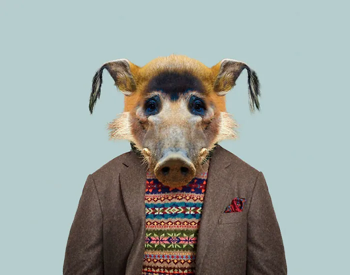 Red River Hog