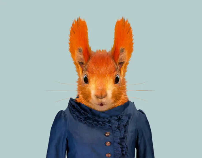 Red Squirrel